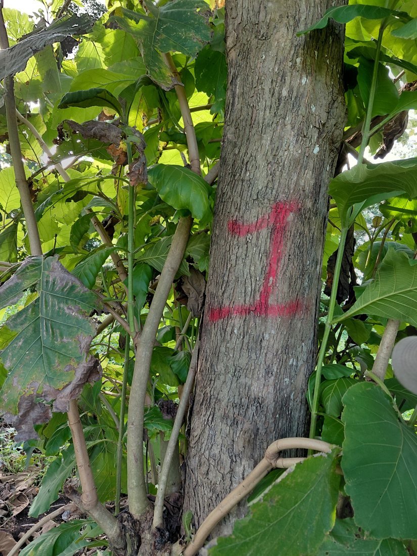 Inventario forestal para el permiso de aprovechamiento
